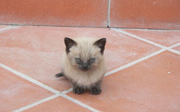 18 chú mèo con với gương mặt như đang hờn cả thế giới