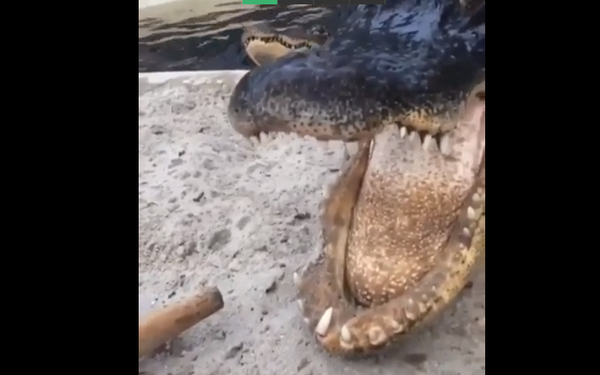 Răng cá sấu có những đặc điểm gì nổi bật?
