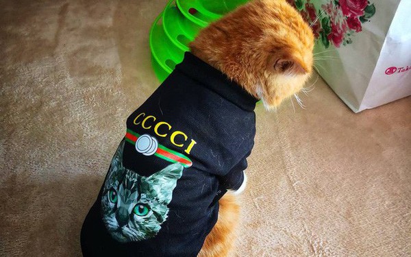 Mẹ Lấy Áo Gucci 7 Triệu Của Con Lót Ổ Mèo Xong Đền Bằng Áo 100K