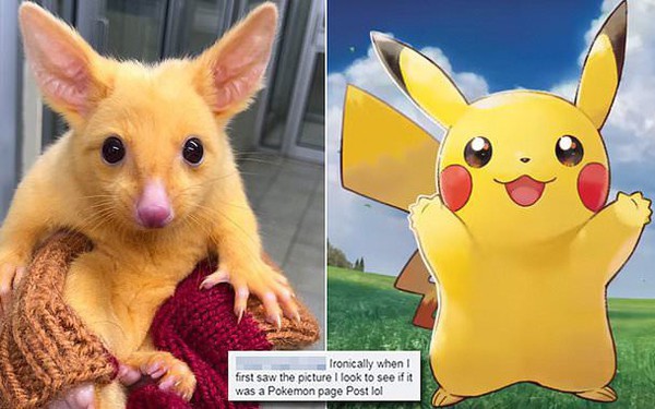 Con chồn possum đột biến suýt trở thành Pikachu đời thực, thiếu ...