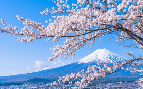 Sakura: Cùng bước đi trên những con đường rực rỡ sắc hồng của Nhật Bản với hàng trăm và hàng ngàn bông hoa anh đào khoe sắc. Hãy tận hưởng mùa hoa anh đào đầy lãng mạn và tuyệt vời nhất của Nhật Bản và chiêm ngưỡng vẻ đẹp độc đáo, tạo ra những kỷ niệm đẹp suốt đời.