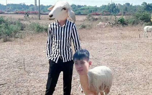 Cập nhật hơn 87 ảnh troll con vật siêu hot thtantai2eduvn #21 Cập nhật hơn 87 ảnh troll con vật siêu hot thtantai2eduvn