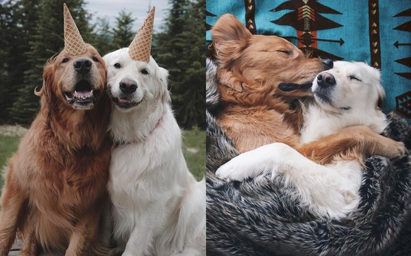 Câu chuyện cảm động của 2 chú chó lúc nào cũng dính lấy nhau như hình với  bóng, sở hữu gần 500 nghìn lượt follow trên Instagram