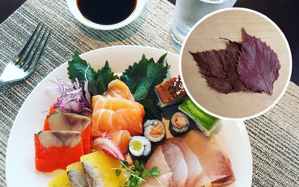 Người dân Việt Nam thường ăn lá tía tô kèm với món sashimi có tác dụng gì?