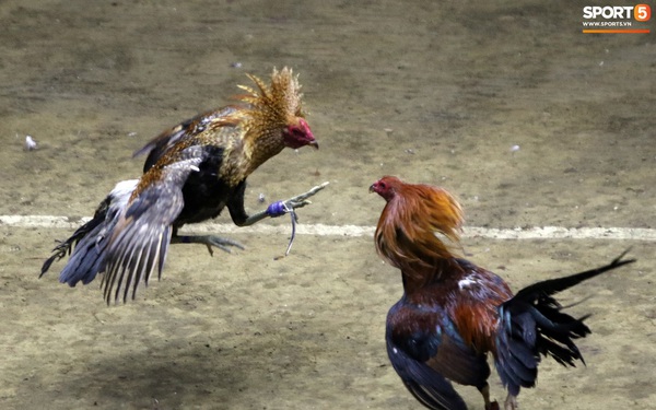 Đá gà, chọi gà: Chiêm ngưỡng vẻ đẹp của môn thể thao 