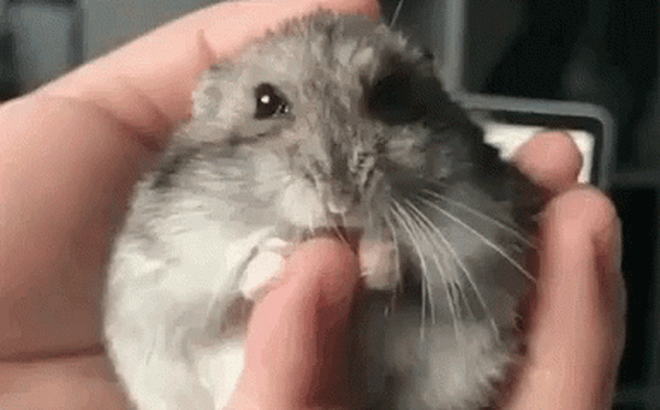 Những hậu quả và tác động của bệnh dại ở chuột hamster đối với cả con người và chuột hamster là gì?