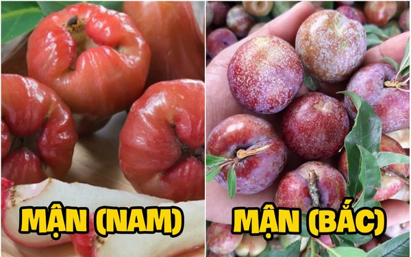 Bạc hà miền Nam có thể trồng trong chậu không?
