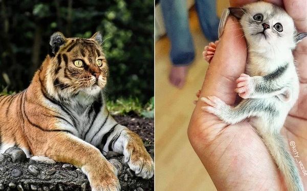 Loạt ảnh ghép mặt mèo vào body 500 anh em động vật khác, càng xem 