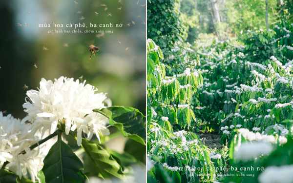 Hình ảnh hoa cà phê đẹp: Bạn có biết rằng hoa cà phê cũng sở hữu vẻ đẹp riêng biệt? Để chiêm ngưỡng những đóa hoa cà phê đẹp nhất, hãy nhấp chuột vào hình ảnh này ngay thôi! Bạn sẽ được trải nghiệm chuyến đi tuyệt vời đến các vùng đất trồng cà phê, thưởng ngoạn những đóa hoa cà phê cúng tình và thơm ngát.