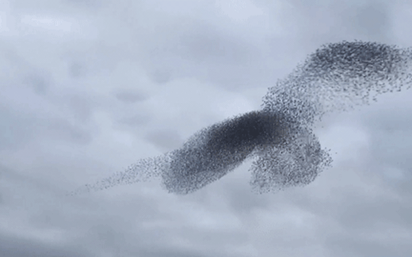 Thử dạy chim sáo đầu trắng nói tiếng người (teach starlings to speak) | Nhà  Nông Phú Nguyễn - YouTube