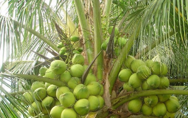 cay-dua-1445560851-9caf8