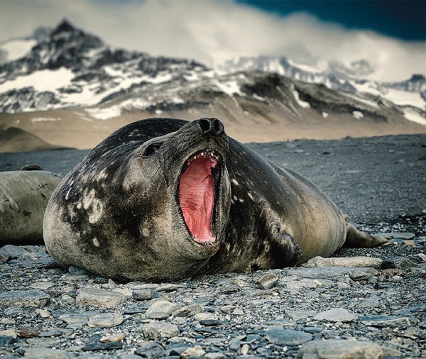 151118121239-blueice-p78-elephantseal-super-169-f91a9