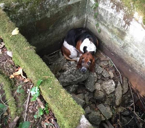 dog-guards-friend-trapped-help-arrives-3-e28e6