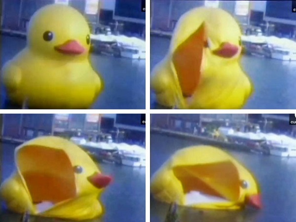 duck1-bdd2a.jpg