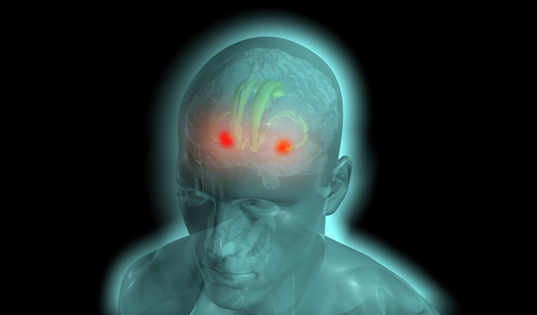 Amygdala_01-c89eb.jpg