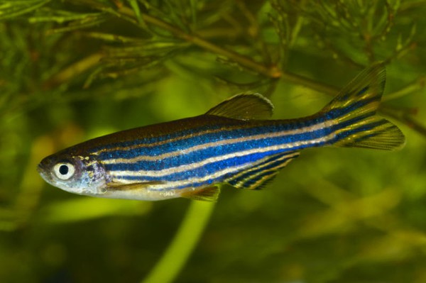 zebrafish-5ef01.jpg