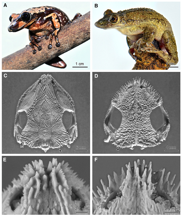 150807frog01-35e1b