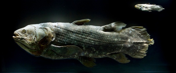 150906fish06-6dc96
