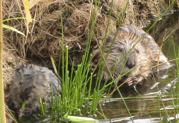 150908rat011-932ca