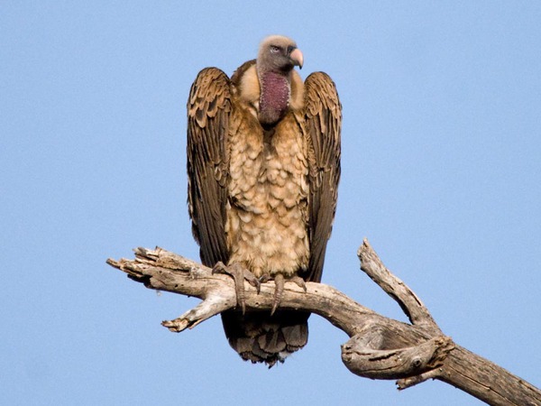 150909vulture01-7b132