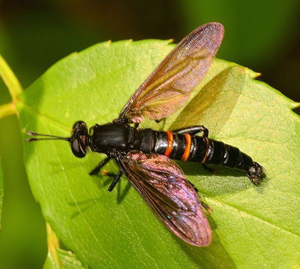 Большая муха. Ипритка Муха. Муха Gauromydas. Gauromydas Heros Муха. Mydas Fly Муха.