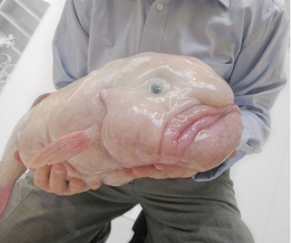 ocean-creatures-blobfish-held-c5c0c