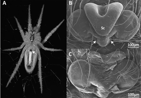 151108spider03-3b85d