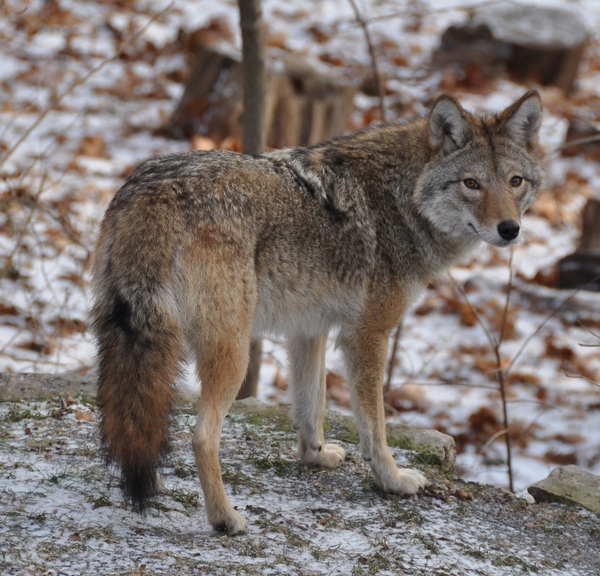 151114coywolf01-847cc