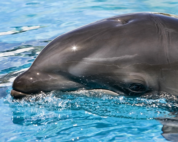 151114wholphin02-e678f