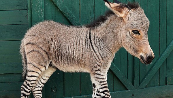 151114zonkey01-847cc.jpg