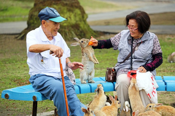 rabbit-island-feed_3383816k-daa83