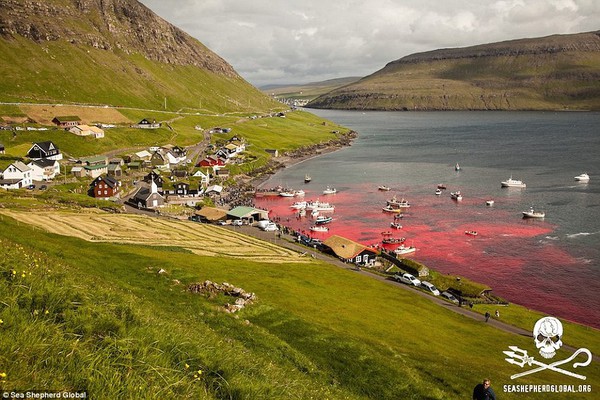 2ACFBC0000000578-3173617-Massacre_The_annual_grindadr_p_takes_place_at_the_Faroe_Islands_-a-54_1437762253053-0ceb5