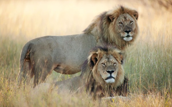 cecil-lion-illegal-hunting-internet-backlash-walter-palmer-zimbabwe-11-3a83c