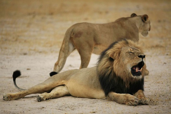 cecil-lion-illegal-hunting-internet-backlash-walter-palmer-zimbabwe-12-3a83c