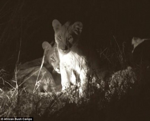 2B26989500000578-3187160-Adorable_New_images_from_African_Bush_Camps_show_the_cubs_snoozi-m-5_1438877983496-cb1b9