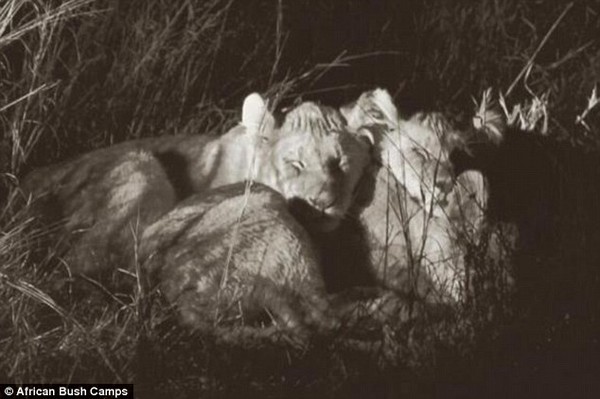 2B26989E00000578-3187160-Sleeping_soundly_The_infant_lions_have_been_adopted_by_their_new-m-6_1438877998455-cb1b9