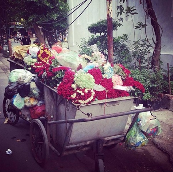 hoa_thung_rac-f2627