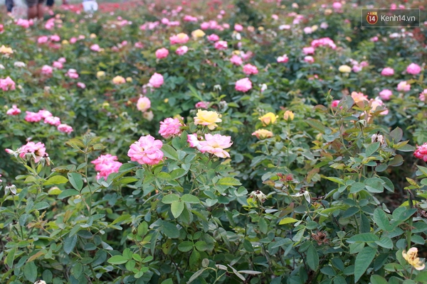 IMG_2152-6eb77