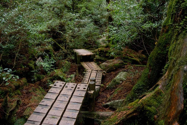 Forest_in_Yakushima_02-f9b3b