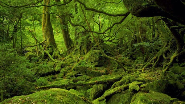 Mononoke Hime no Mori on Yakushima, Japan 20150330-f9b3b