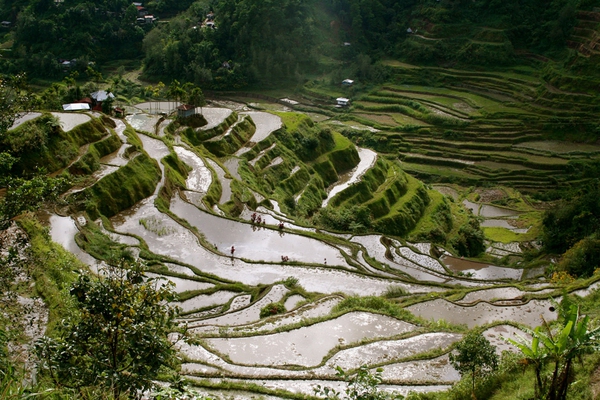 banaue-rice-terraces-768a7