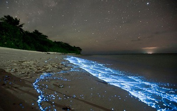 Tảo biển phát sáng là nguyên nhân gì của hiện tượng ánh sáng trong nước biển?