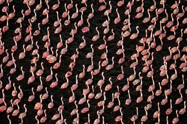 Những hình ảnh hồng hạc bay lượn đẹp tuyệt trần 14