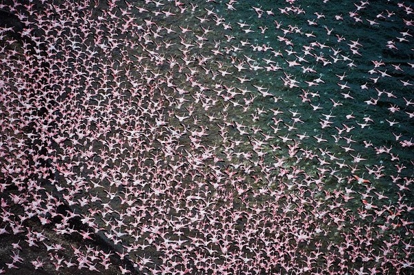 Những hình ảnh hồng hạc bay lượn đẹp tuyệt trần 12