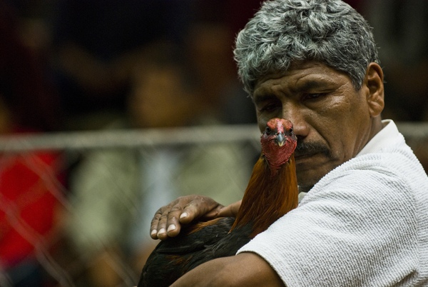Chứng kiến cảnh chọi gà đẫm máu ở Peru 7