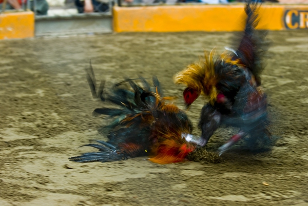 Chứng kiến cảnh chọi gà đẫm máu ở Peru 9