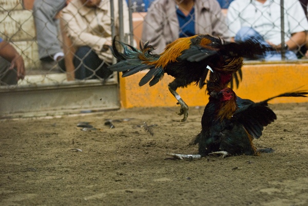 Chứng kiến cảnh chọi gà đẫm máu ở Peru 10
