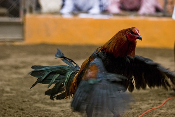 Chứng kiến cảnh chọi gà đẫm máu ở Peru 14