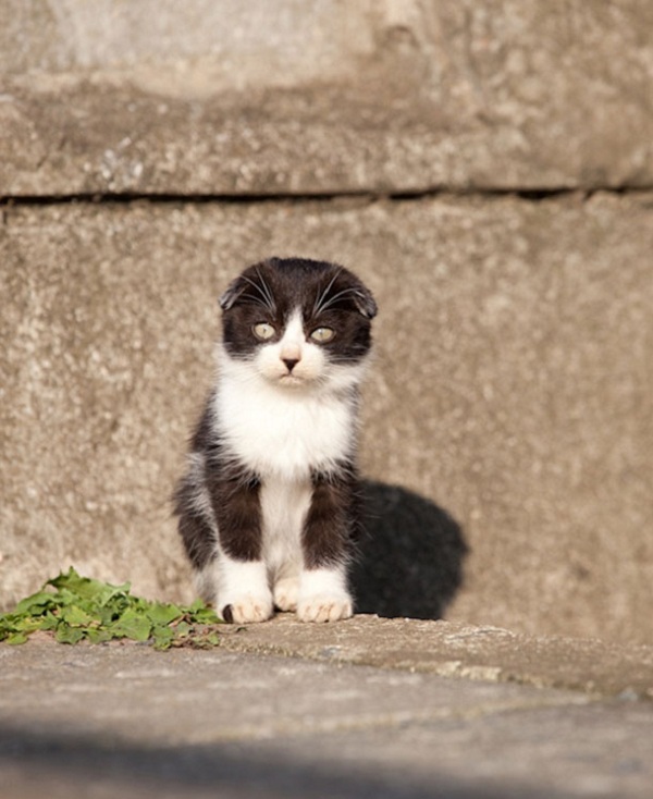 Thăm "thiên đường" của loài mèo ở Nhật Bản 5