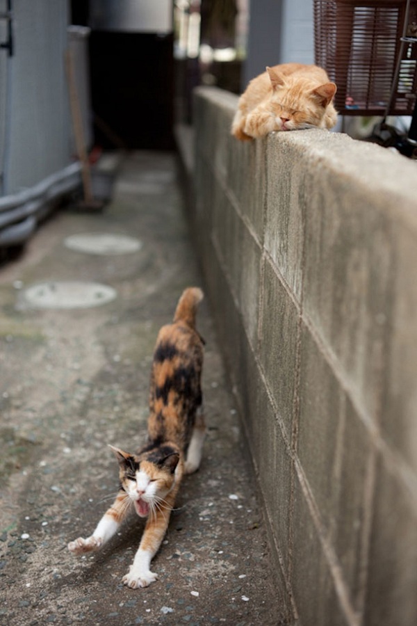Thăm "thiên đường" của loài mèo ở Nhật Bản 6